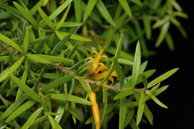 APII jpeg image of Persoonia recedens  © contact APII