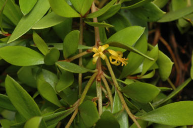 APII jpeg image of Persoonia procumbens  © contact APII