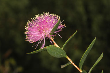 APII jpeg image of Melaleuca barlowii  © contact APII