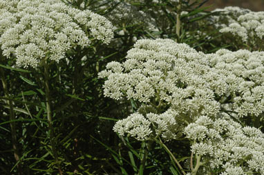 APII jpeg image of Cassinia longifolia  © contact APII