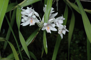 APII jpeg image of Neobenthamia gracilis  © contact APII