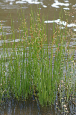 APII jpeg image of Juncus usitatus  © contact APII