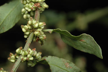 APII jpeg image of Rumex conglomeratus  © contact APII