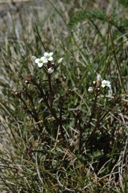 APII jpeg image of Cardamine lilacina  © contact APII