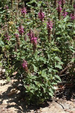 APII jpeg image of Teucrium argutum  © contact APII