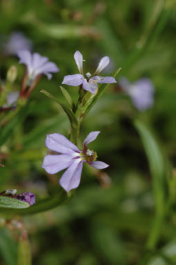 APII jpeg image of Lobelia anceps  © contact APII