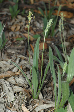 APII jpeg image of Plantago varia  © contact APII