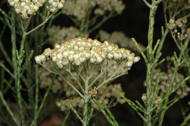 APII jpeg image of Ozothamnus adnatus  © contact APII