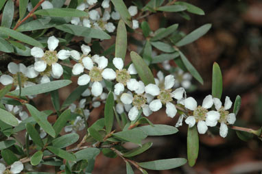 APII jpeg image of Leptospermum polyanthum  © contact APII