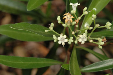 APII jpeg image of Psychotria daphnoides  © contact APII