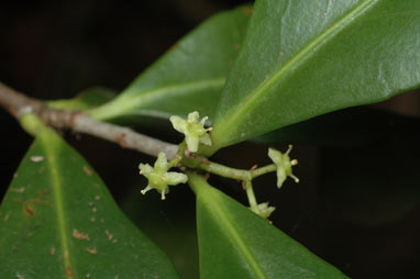 APII jpeg image of Elaeodendron australe var. australe  © contact APII