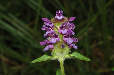 APII jpeg image of Prunella vulgaris  © contact APII