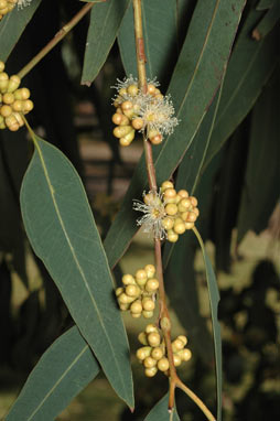 APII jpeg image of Eucalyptus michaeliana  © contact APII