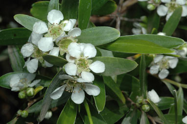 APII jpeg image of Leptospermum luehmannii  © contact APII