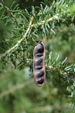 APII jpeg image of Acacia gordonii  © contact APII