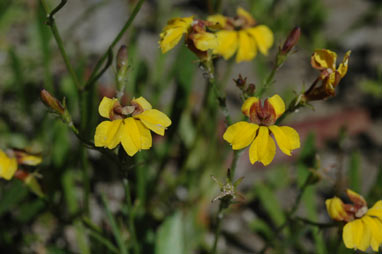 APII jpeg image of Goodenia paniculata  © contact APII