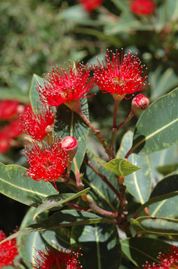 APII jpeg image of Corymbia ficifolia 'Dwarf Crimson'  © contact APII