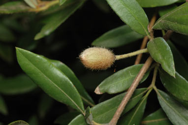 APII jpeg image of Eucryphia wilkiei  © contact APII