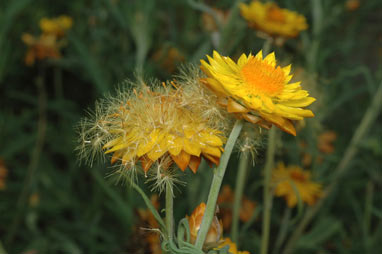 APII jpeg image of Xerochrysum bracteatum  © contact APII