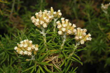 APII jpeg image of Ozothamnus turbinatus  © contact APII