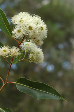 APII jpeg image of Corymbia gummifera  © contact APII