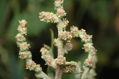 APII jpeg image of Chenopodium album  © contact APII