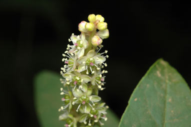 APII jpeg image of Phytolacca octandra  © contact APII