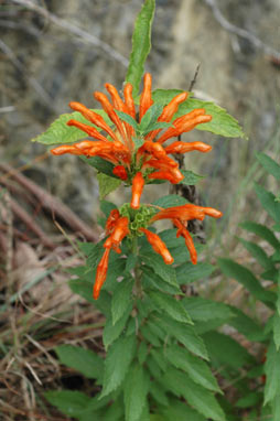 APII jpeg image of Leonotis leonurus  © contact APII