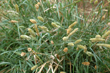 APII jpeg image of Phalaris aquatica  © contact APII