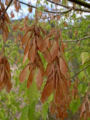 APII jpeg image of Acer negundo  © contact APII