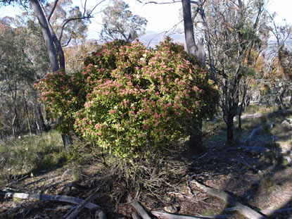 APII jpeg image of Viburnum tinus  © contact APII