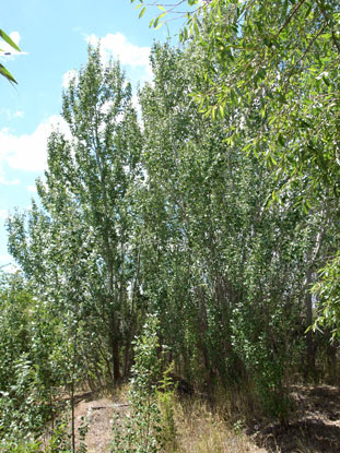 APII jpeg image of Populus alba  © contact APII