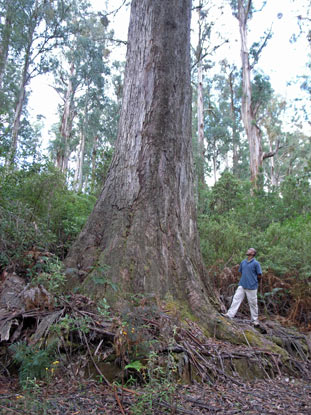 APII jpeg image of Eucalyptus regnans  © contact APII