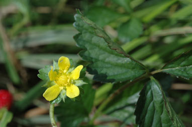 APII jpeg image of Potentilla indica  © contact APII