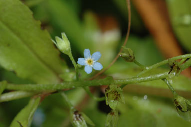 APII jpeg image of Myosotis caespitosa  © contact APII