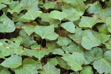 APII jpeg image of Hedera aff. hibernica  © contact APII