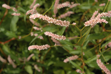 APII jpeg image of Persicaria lapathifolia  © contact APII