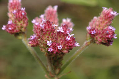 APII jpeg image of Verbena incompta  © contact APII