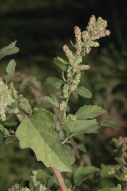 APII jpeg image of Chenopodium album  © contact APII