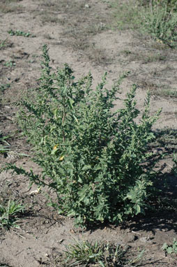 APII jpeg image of Chenopodium album  © contact APII