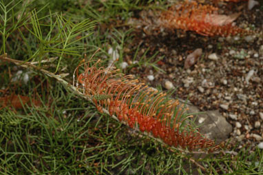 APII jpeg image of Grevillea nana subsp. abbreviata 'hybrid with G. tenuiloba'  © contact APII