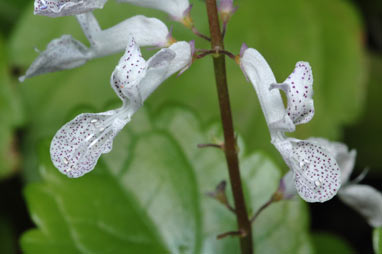 APII jpeg image of Plectranthus verticillatus  © contact APII