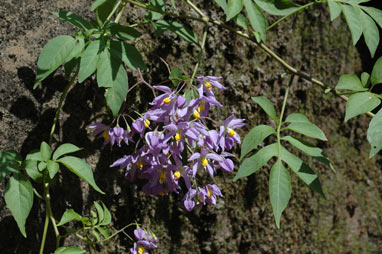 APII jpeg image of Solanum seaforthianum  © contact APII