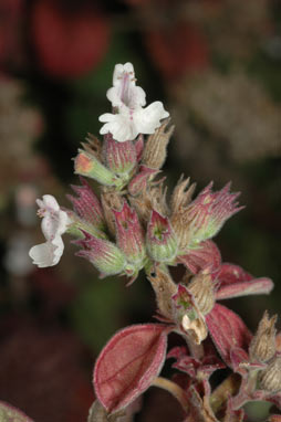 APII jpeg image of Nepeta cataria  © contact APII