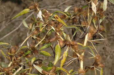 APII jpeg image of Xanthium spinosum  © contact APII