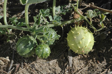 APII jpeg image of Cucumis myriocarpus subsp. myriocarpus  © contact APII