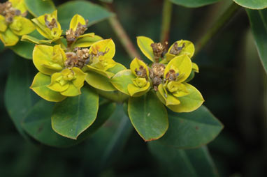 APII jpeg image of Euphorbia oblongata  © contact APII