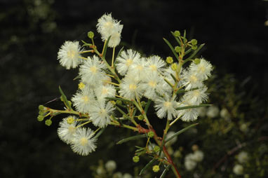 APII jpeg image of Acacia genistifolia  © contact APII