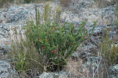 APII jpeg image of Grevillea juniperina subsp. fortis  © contact APII