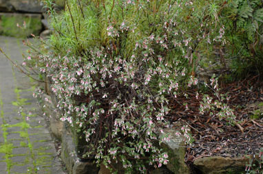 APII jpeg image of Epacris reclinata  © contact APII